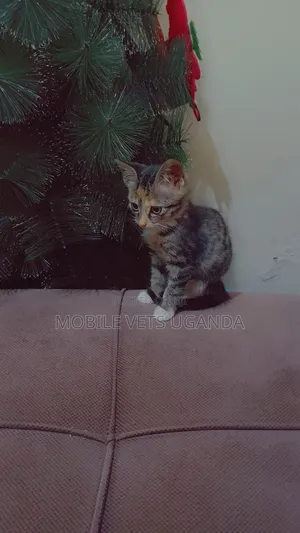 0-1 month Male Purebred Exotic