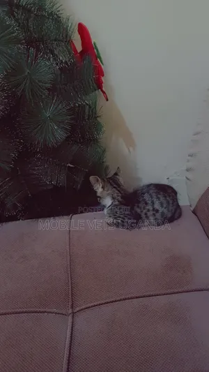 0-1 month Female Purebred American Bobtail