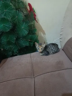 1-3 months Female Purebred Bengal