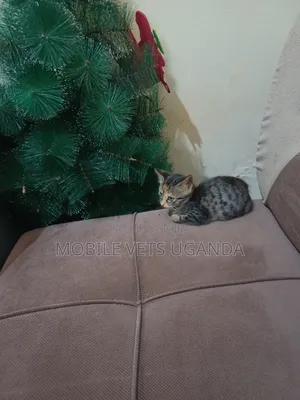 3-6 months Male Purebred Bombay