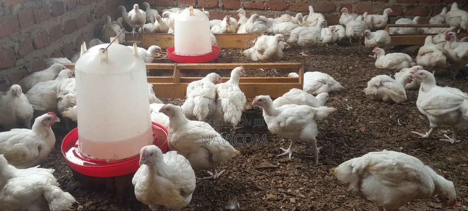 Broiler Chicken for Sale