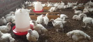 Broiler Chicken for Sale