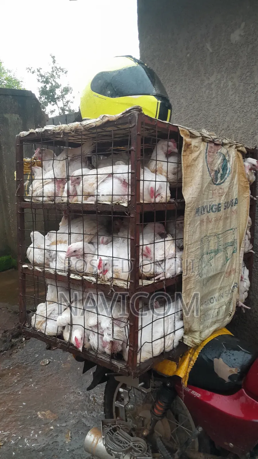 Broiler Chicken for Sale