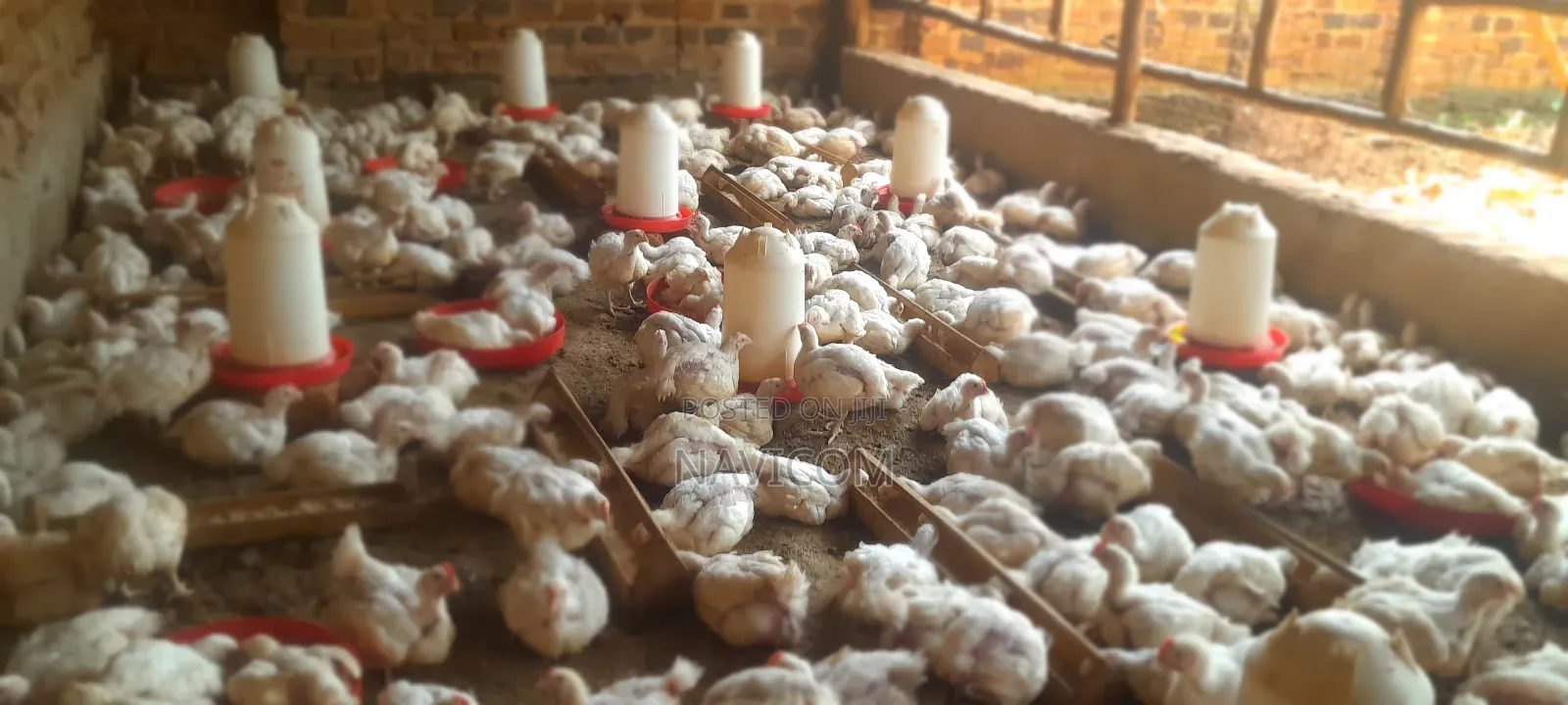 Broiler Chicken for Sale