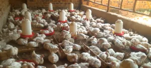 Broiler Chicken for Sale