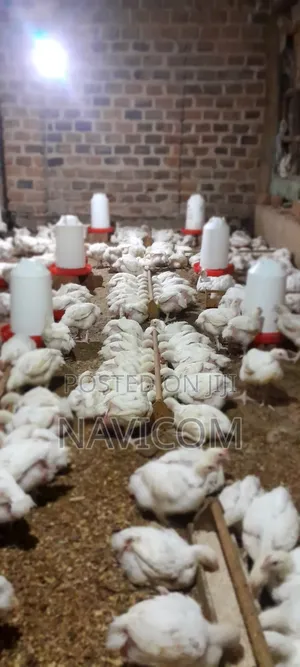 Broiler Chicken for Sale