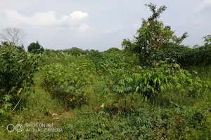 104 Acres of Land Available for Rent in Kitwe in Kayunga