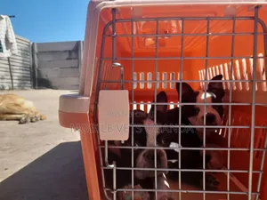1-3 months Female Purebred Boston Terrier