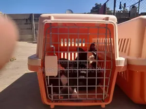 3-6 months Male Purebred Boston Terrier