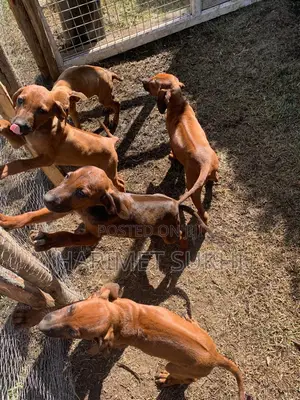 3-6 months Male Purebred Rhodesian Ridgeback