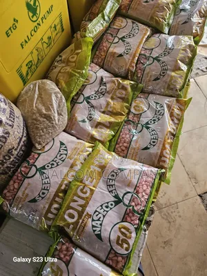 Longe 10h Hybrid Maize Seeds.