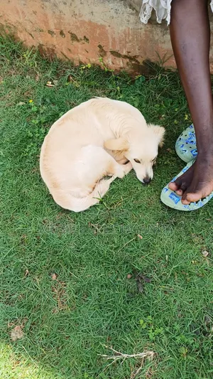 3-6 months Female Purebred Japanese Spitz