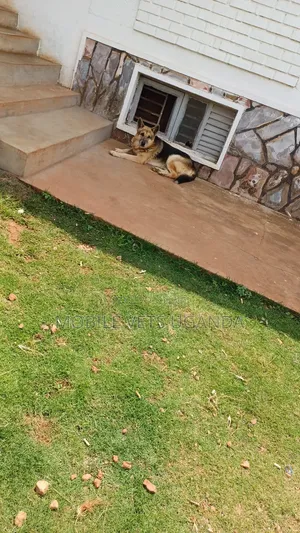 6-12 months Male Purebred German Shepherd