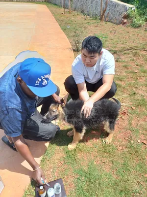 1-3 months Female Purebred German Shepherd