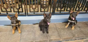 3-6 months Male Purebred German Shepherd