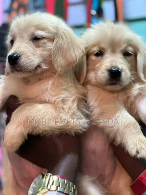 1-3 months Male Purebred Golden Retriever