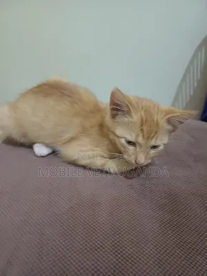 1-3 months Female Purebred American Bobtail