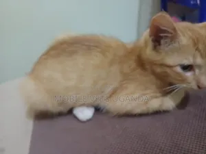 0-1 month Female Purebred Manx