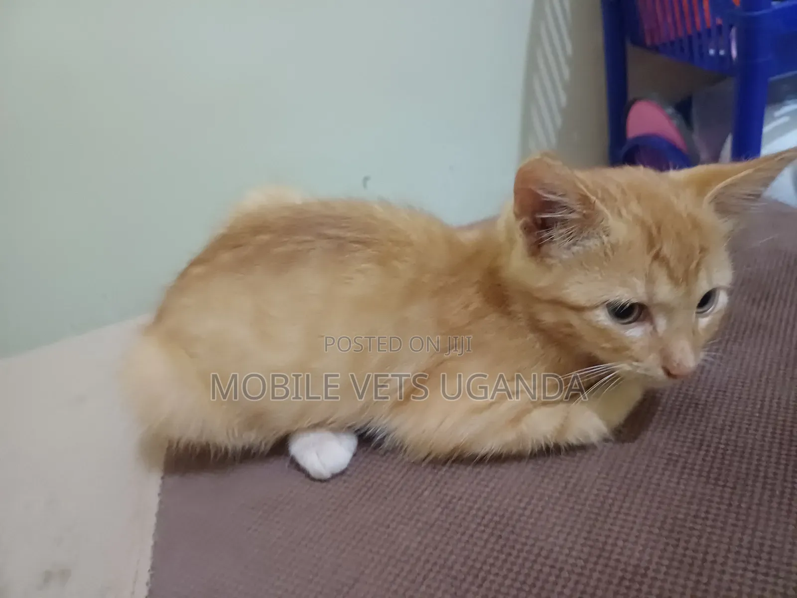 3-6 months Female Purebred Abyssinian