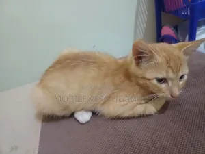 3-6 months Female Purebred Abyssinian