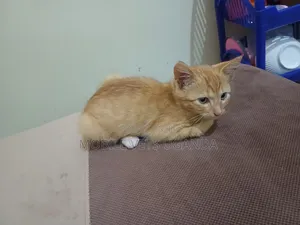 3-6 months Male Purebred British Shorthair