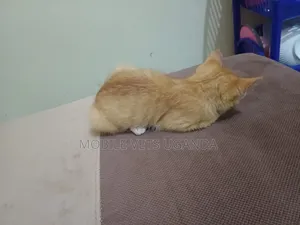 1-3 months Male Purebred Bengal
