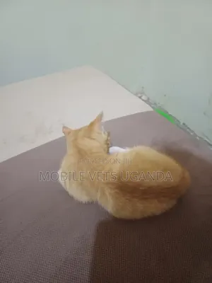 1-3 months Female Purebred American Wirehair