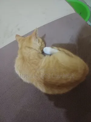 1-3 months Male Purebred Ragamuffin