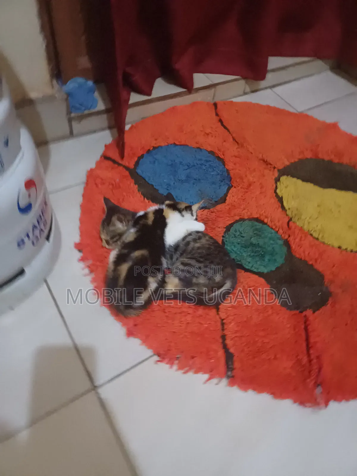 0-1 month Female Purebred Devon Rex