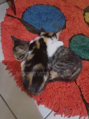 1-3 months Male Purebred Manx
