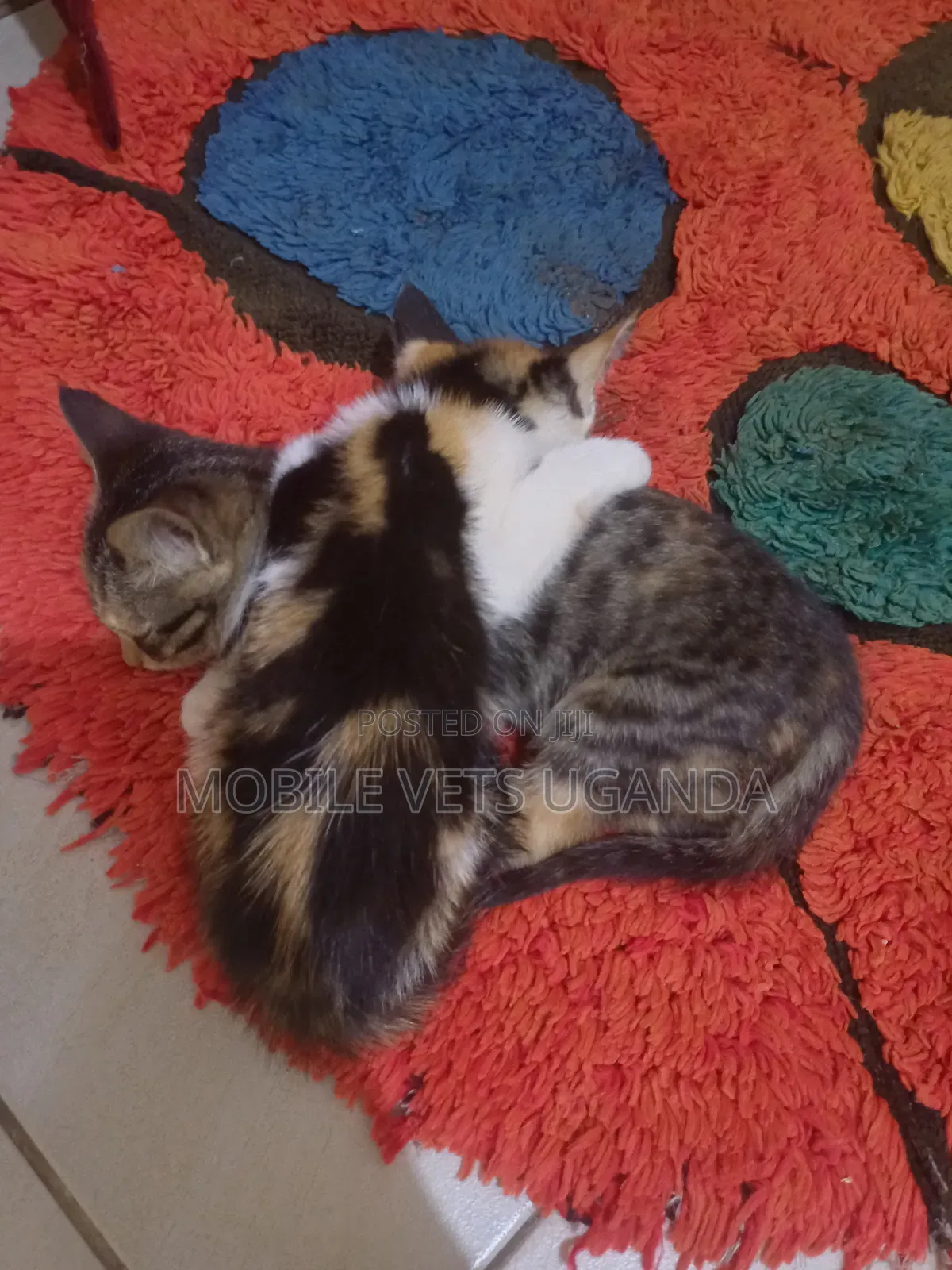 1-3 months Female Purebred Bombay