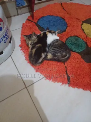 3-6 months Female Purebred Turkish Van