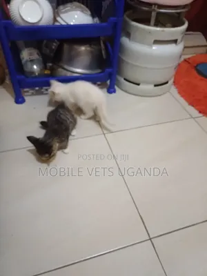 1-3 months Male Purebred American Curl