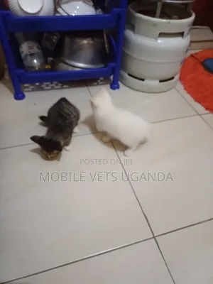 1-3 months Female Purebred British Shorthair
