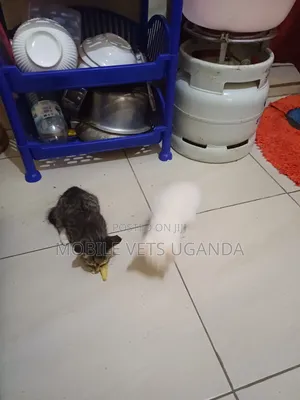 1-3 months Female Purebred British Shorthair
