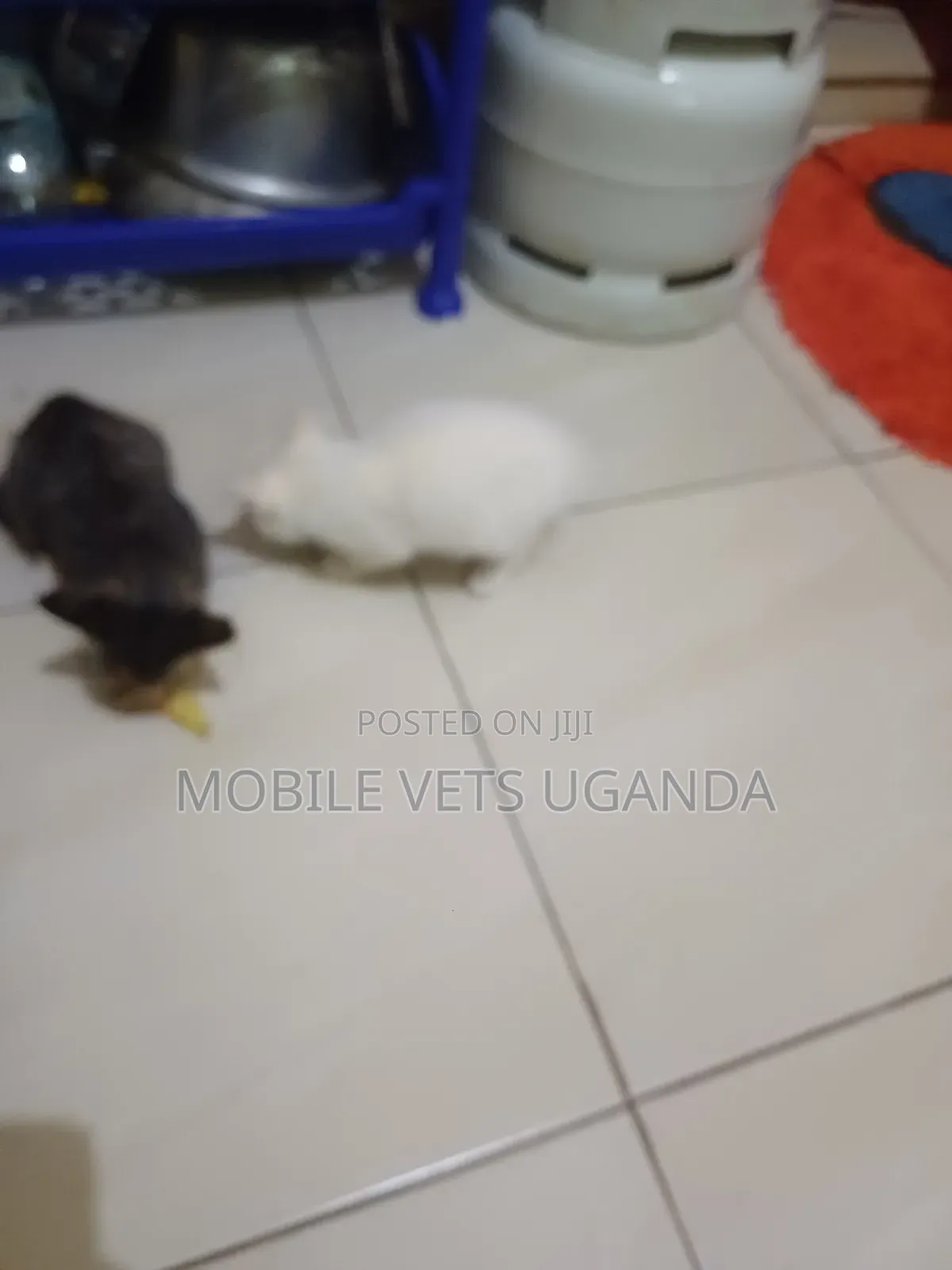 3-6 months Female Purebred Himalayan