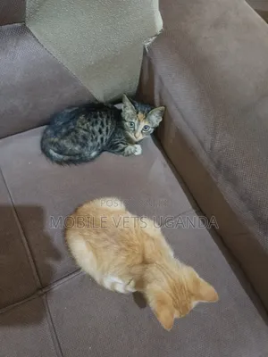 1-3 months Male Purebred Abyssinian