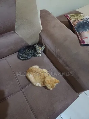 1-3 months Female Purebred Javanese