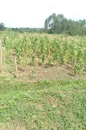64 Acres of Farm Land Available for Rent in Bbaale, Kayunga