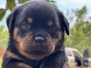 1-3 months Female Purebred Rottweiler