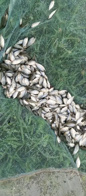 Tilapia Fingerlings