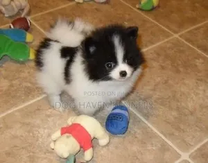 1-3 months Male Purebred Japanese Spitz