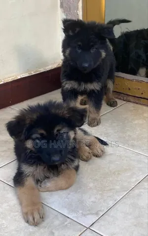 1-3 months Male Purebred German Shepherd