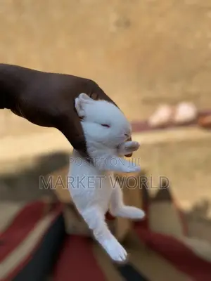 Young Rabbits