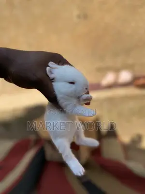 Young Rabbits