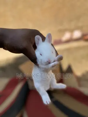 Young Rabbits