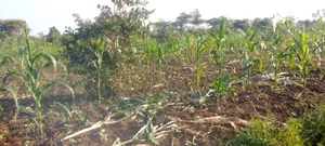 20 Acres of Land on Sale in Otuke