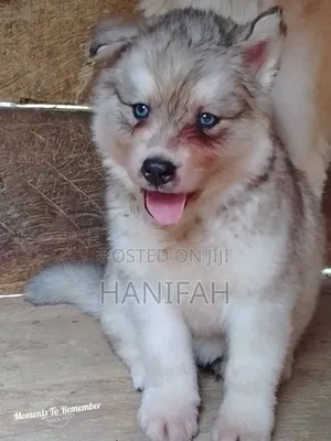 1-3 months Male Purebred Siberian Husky