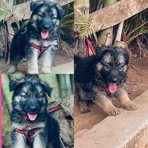 1-3 months Male Purebred German Shepherd