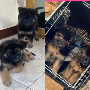 1-3 months Female Purebred German Shepherd